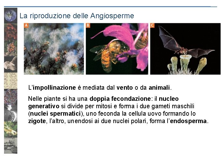 La riproduzione delle Angiosperme L’impollinazione è mediata dal vento o da animali. Nelle piante