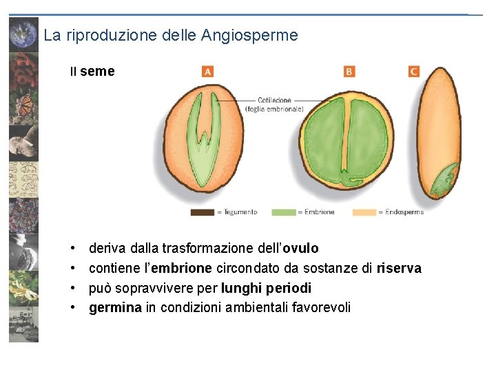 La riproduzione delle Angiosperme Il seme • • deriva dalla trasformazione dell’ovulo contiene l’embrione
