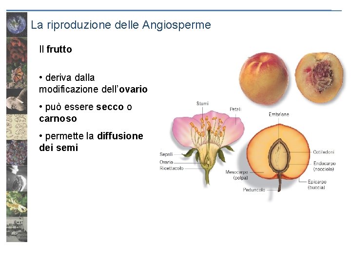 La riproduzione delle Angiosperme Il frutto • deriva dalla modificazione dell’ovario • può essere