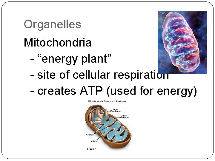 Organelles Mitochondria - “energy plant” - site of cellular respiration - creates ATP (used