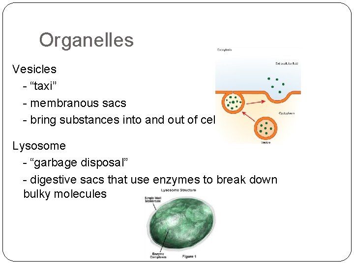 Organelles Vesicles - “taxi” - membranous sacs - bring substances into and out of