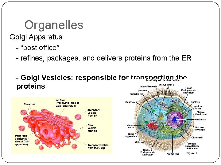 Organelles Golgi Apparatus - “post office” - refines, packages, and delivers proteins from the