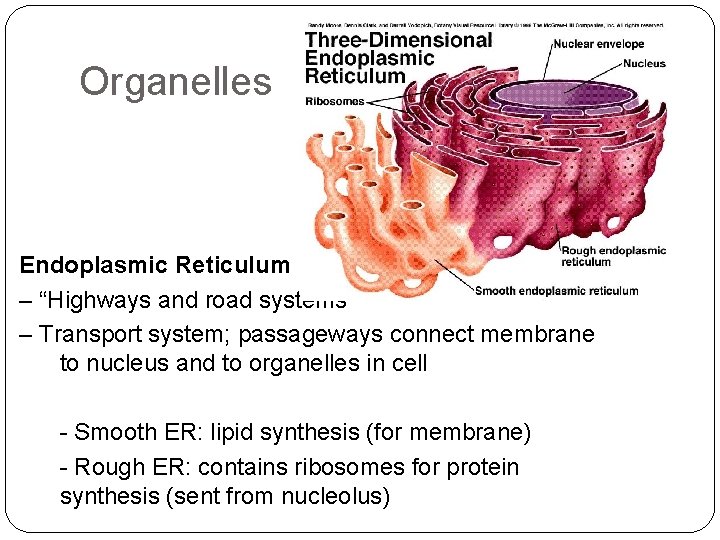 Organelles Endoplasmic Reticulum – “Highways and road systems” – Transport system; passageways connect membrane