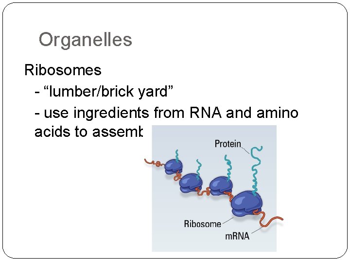 Organelles Ribosomes - “lumber/brick yard” - use ingredients from RNA and amino acids to