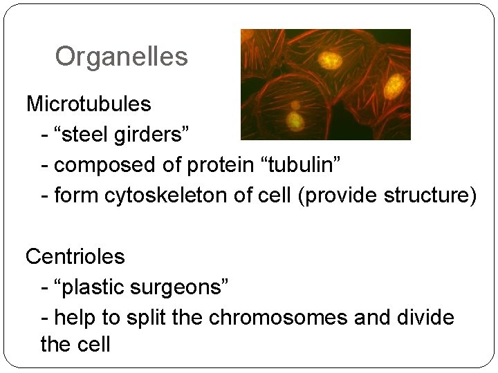 Organelles Microtubules - “steel girders” - composed of protein “tubulin” - form cytoskeleton of