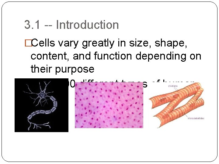 3. 1 -- Introduction �Cells vary greatly in size, shape, content, and function depending