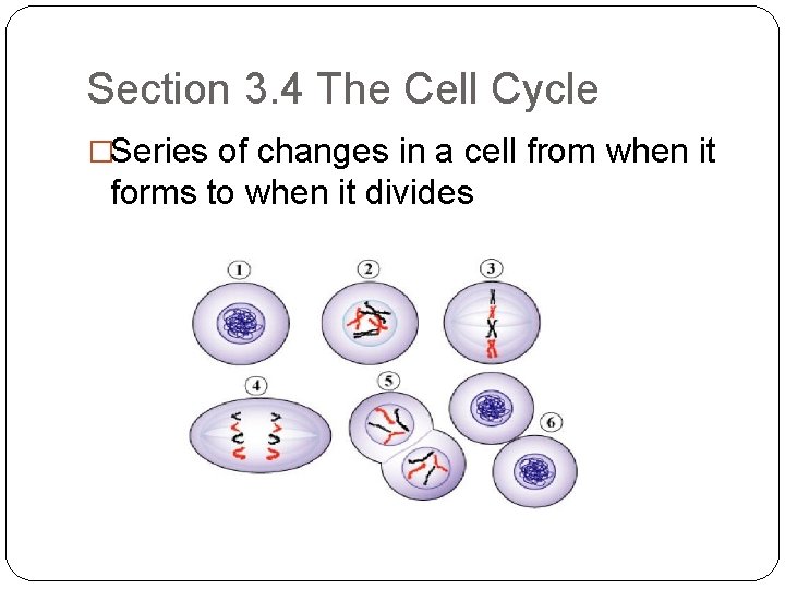 Section 3. 4 The Cell Cycle �Series of changes in a cell from when