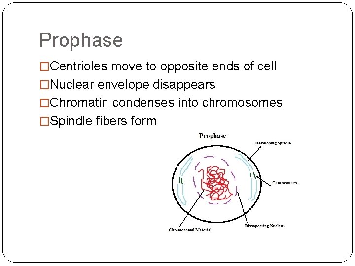 Prophase �Centrioles move to opposite ends of cell �Nuclear envelope disappears �Chromatin condenses into