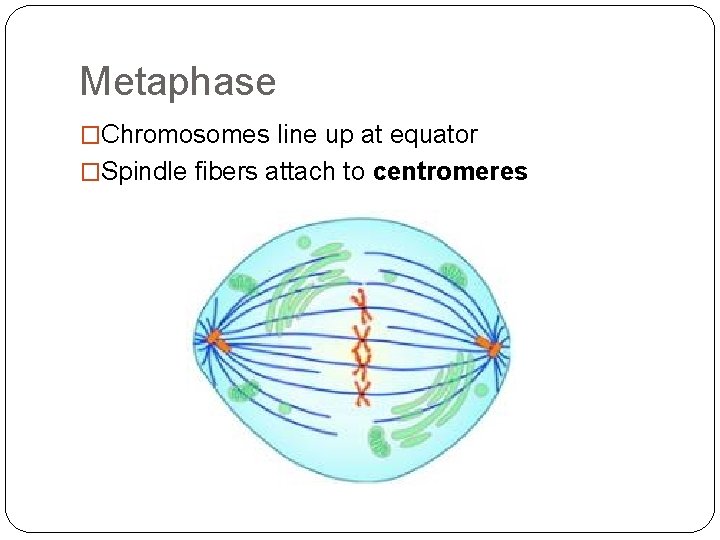 Metaphase �Chromosomes line up at equator �Spindle fibers attach to centromeres 