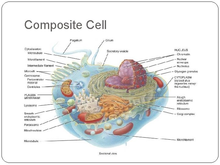 Composite Cell 