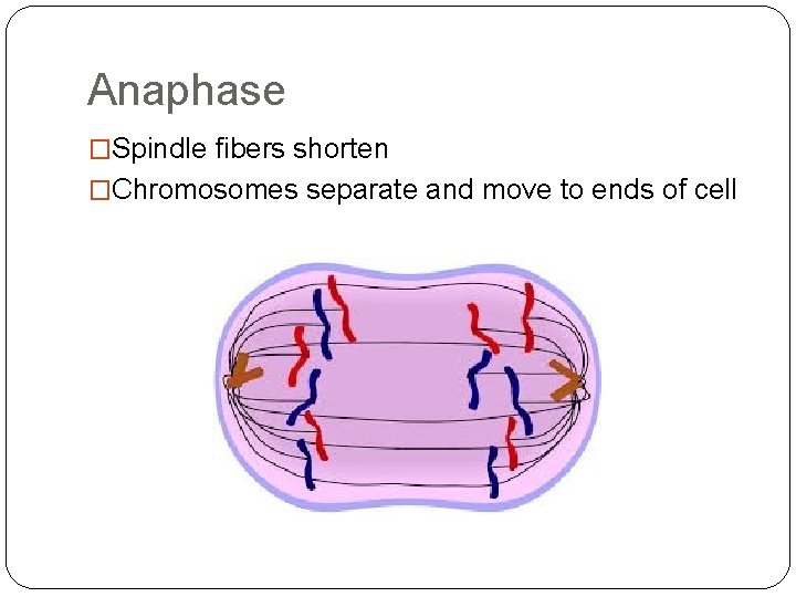 Anaphase �Spindle fibers shorten �Chromosomes separate and move to ends of cell 