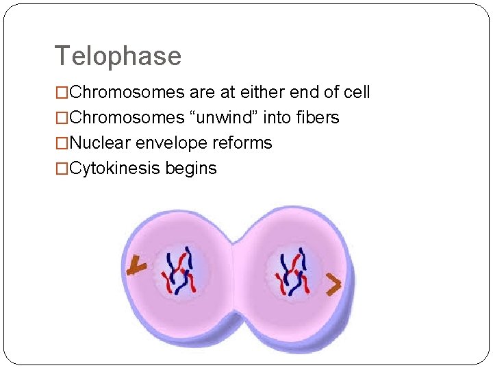 Telophase �Chromosomes are at either end of cell �Chromosomes “unwind” into fibers �Nuclear envelope