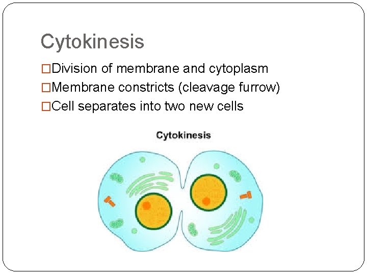 Cytokinesis �Division of membrane and cytoplasm �Membrane constricts (cleavage furrow) �Cell separates into two