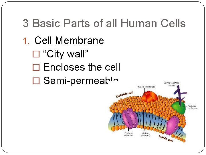 3 Basic Parts of all Human Cells 1. Cell Membrane � “City wall” �