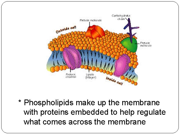 * Phospholipids make up the membrane with proteins embedded to help regulate what comes