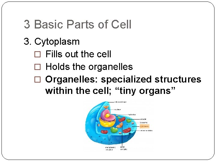 3 Basic Parts of Cell 3. Cytoplasm � Fills out the cell � Holds