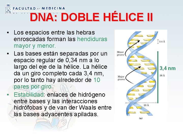 DNA: DOBLE HÉLICE II • Los espacios entre las hebras enroscadas forman las hendiduras
