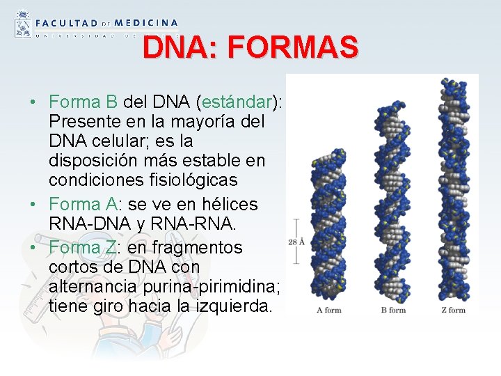 DNA: FORMAS • Forma B del DNA (estándar): Presente en la mayoría del DNA