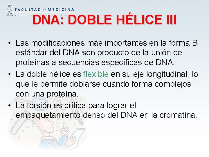 DNA: DOBLE HÉLICE III • Las modificaciones más importantes en la forma B estándar