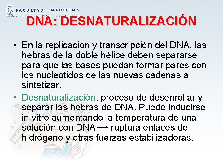 DNA: DESNATURALIZACIÓN • En la replicación y transcripción del DNA, las hebras de la
