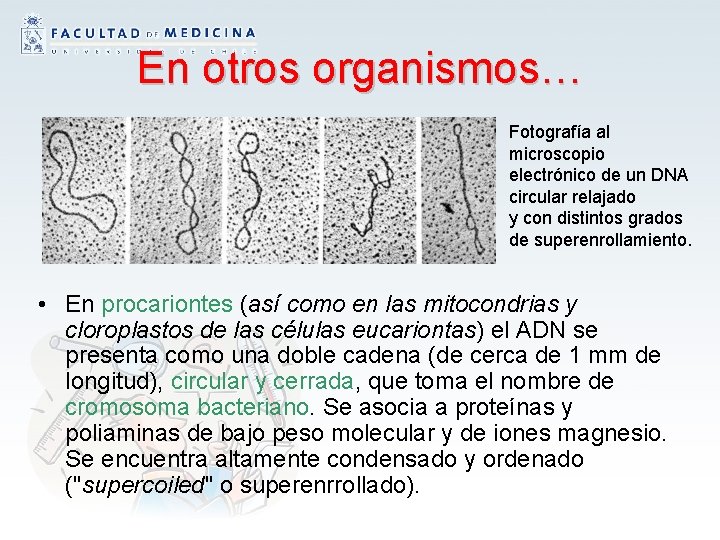 En otros organismos… Fotografía al microscopio electrónico de un DNA circular relajado y con