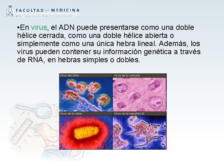  • En virus, el ADN puede presentarse como una doble hélice cerrada, como