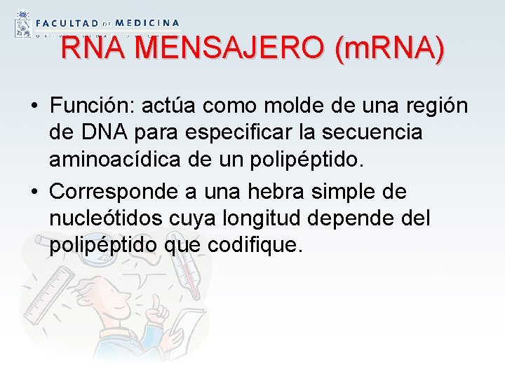 RNA MENSAJERO (m. RNA) • Función: actúa como molde de una región de DNA