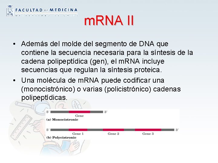 m. RNA II • Además del molde del segmento de DNA que contiene la