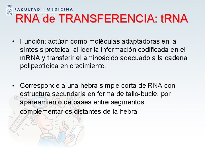 RNA de TRANSFERENCIA: t. RNA • Función: actúan como moléculas adaptadoras en la síntesis