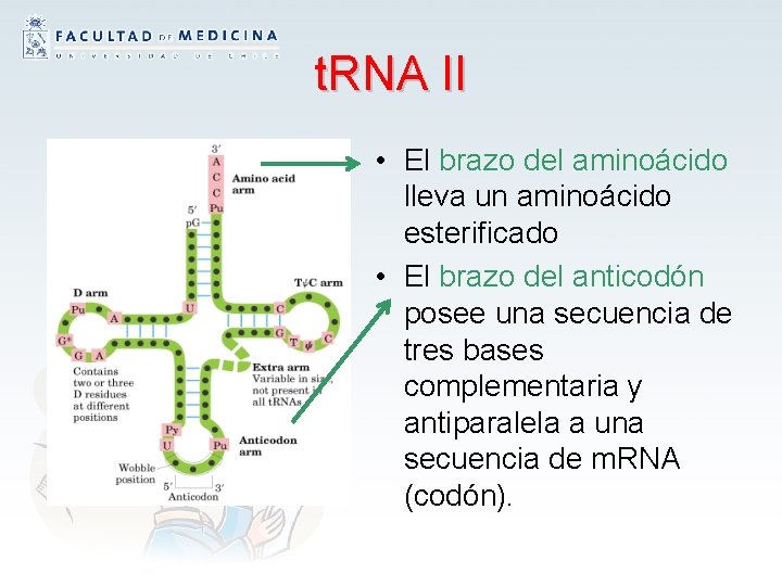 t. RNA II • El brazo del aminoácido lleva un aminoácido esterificado • El