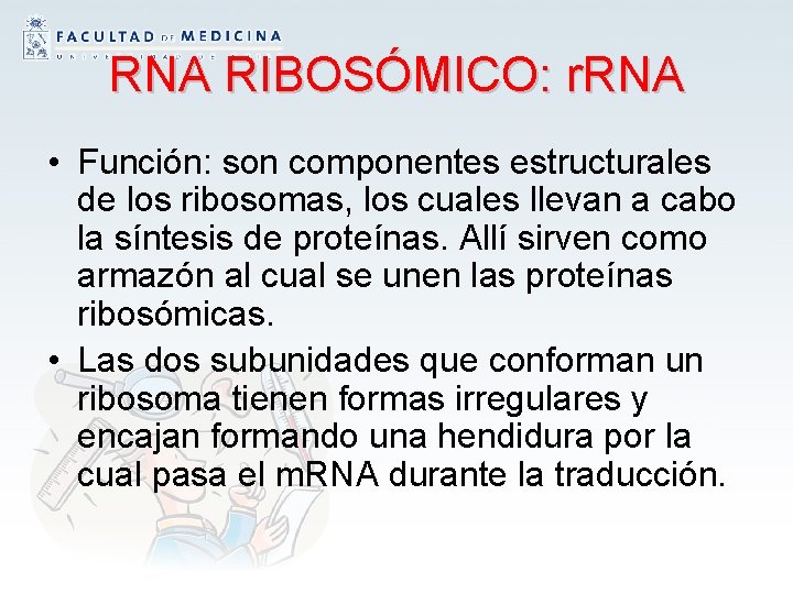 RNA RIBOSÓMICO: r. RNA • Función: son componentes estructurales de los ribosomas, los cuales