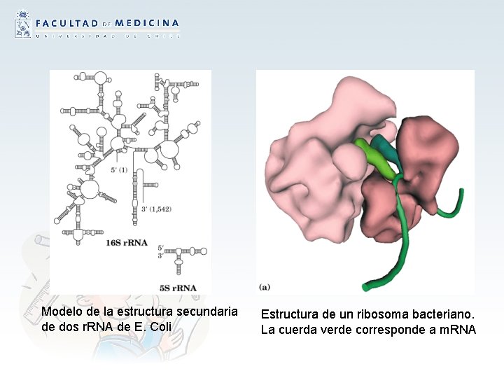 Modelo de la estructura secundaria de dos r. RNA de E. Coli Estructura de