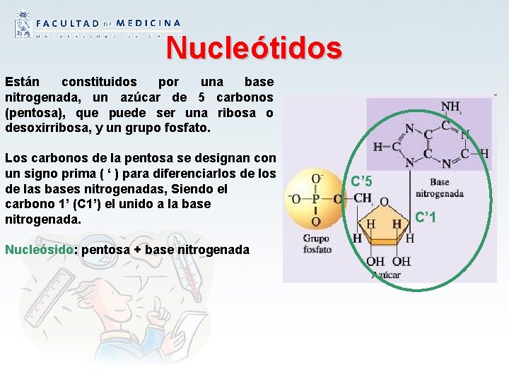 Nucleótidos Están constituidos por una base nitrogenada, un azúcar de 5 carbonos (pentosa), que