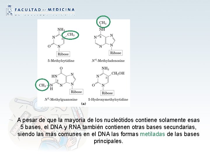 A pesar de que la mayoría de los nucleótidos contiene solamente esas 5 bases,