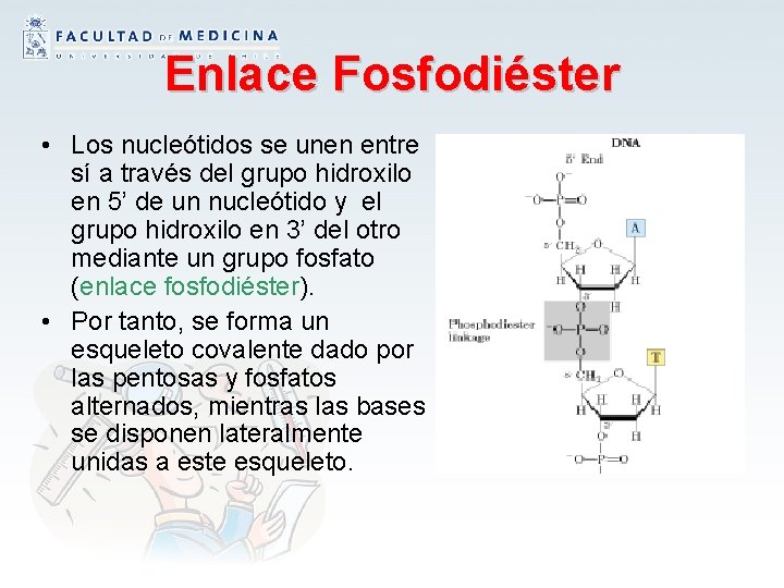 Enlace Fosfodiéster • Los nucleótidos se unen entre sí a través del grupo hidroxilo