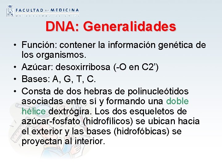 DNA: Generalidades • Función: contener la información genética de los organismos. • Azúcar: desoxirribosa