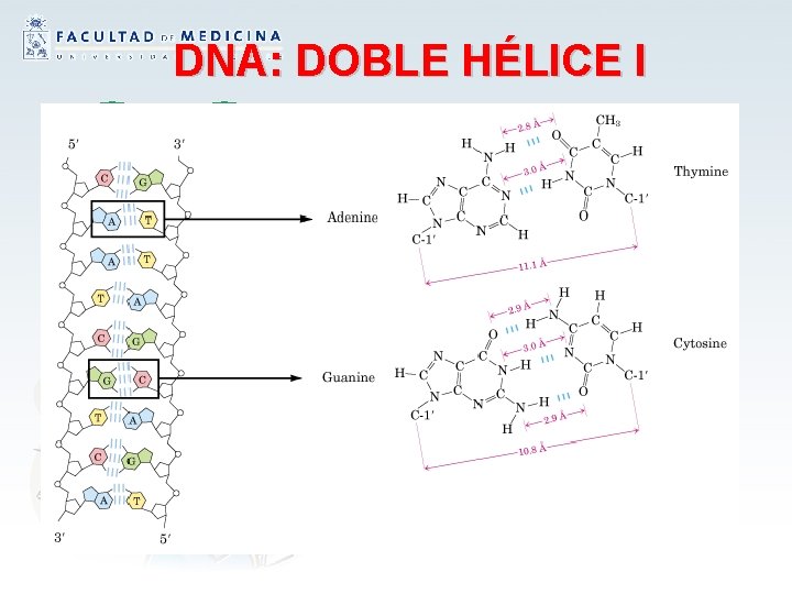 DNA: DOBLE HÉLICE I La orientación de estas hebras es antiparalela: sus direcciones 5’