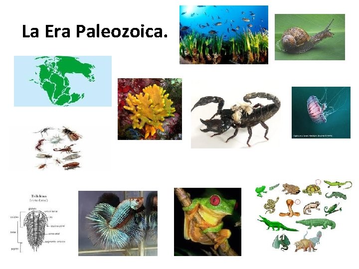 La Era Paleozoica. 