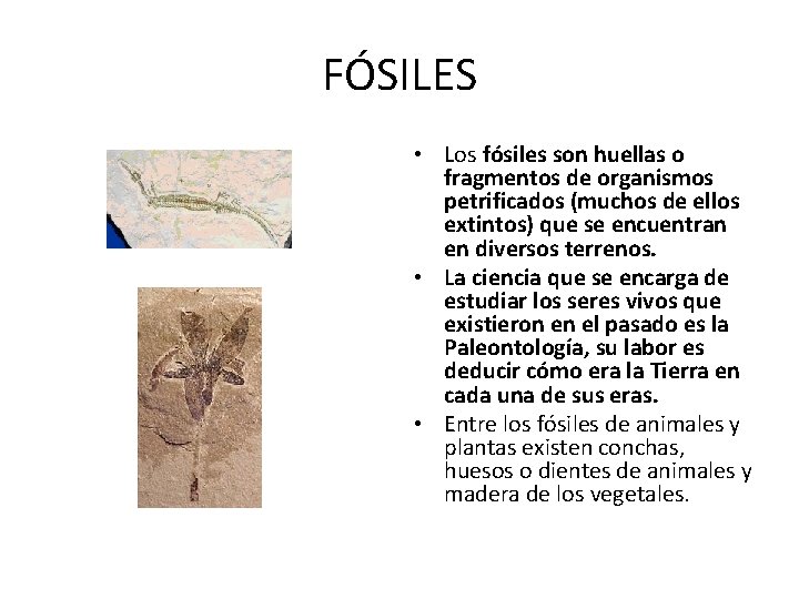 FÓSILES • Los fósiles son huellas o fragmentos de organismos petrificados (muchos de ellos