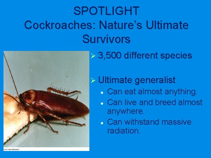 SPOTLIGHT Cockroaches: Nature’s Ultimate Survivors Ø 3, 500 different species Ø Ultimate generalist l