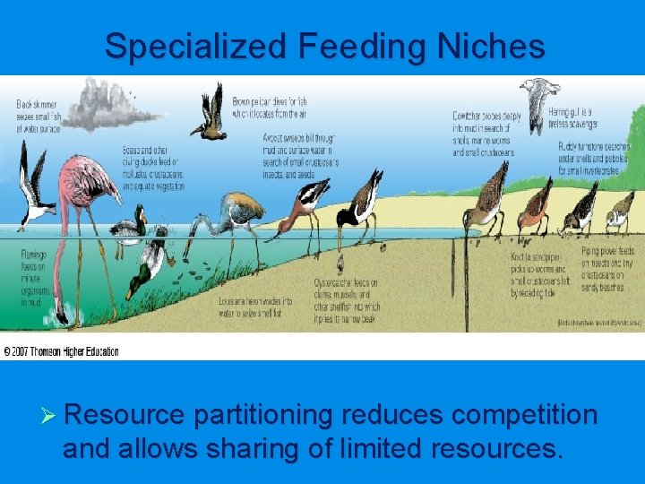 Specialized Feeding Niches Ø Resource partitioning reduces competition and allows sharing of limited resources.