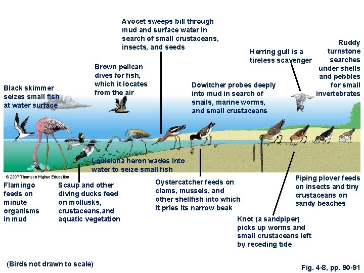 Avocet sweeps bill through mud and surface water in search of small crustaceans, insects,