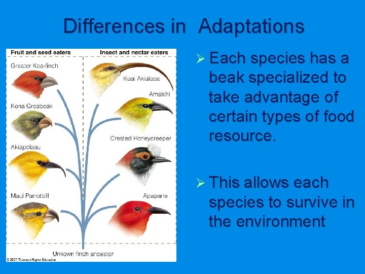 Differences in Adaptations Ø Each species has a beak specialized to take advantage of