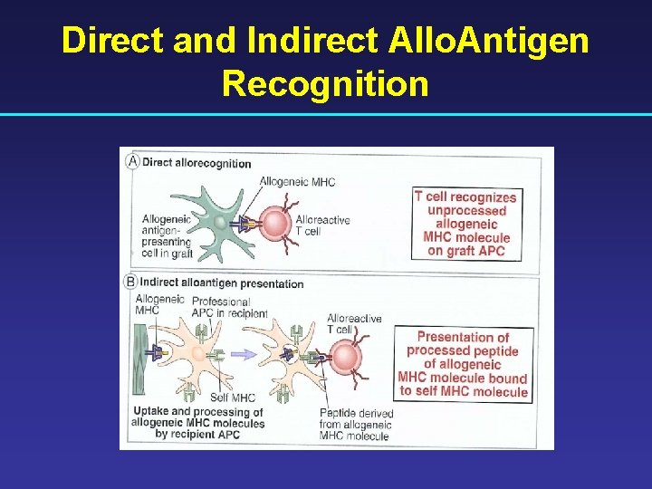 Direct and Indirect Allo. Antigen Recognition 