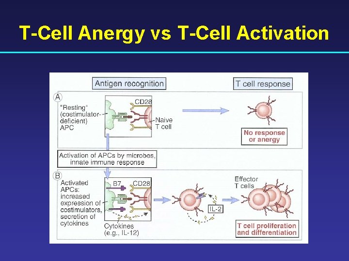 T-Cell Anergy vs T-Cell Activation 