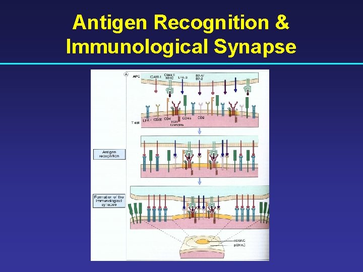 Antigen Recognition & Immunological Synapse 