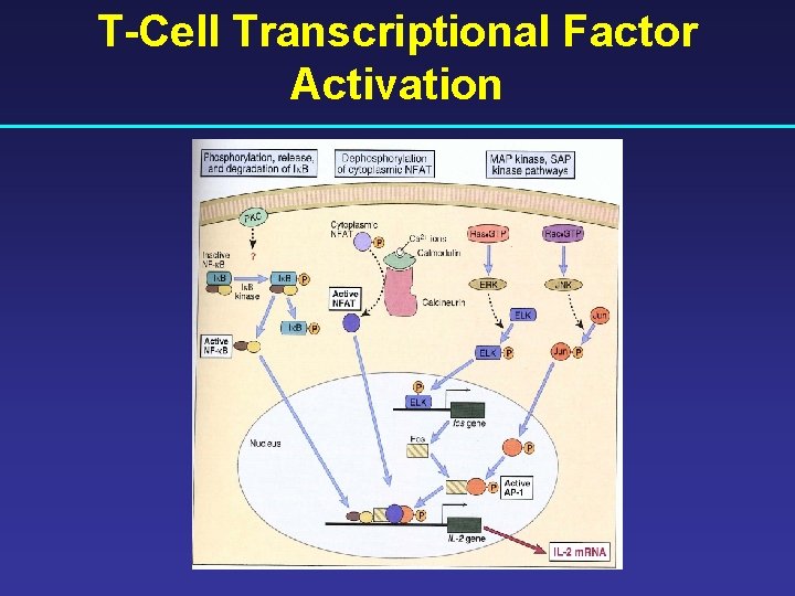 T-Cell Transcriptional Factor Activation 