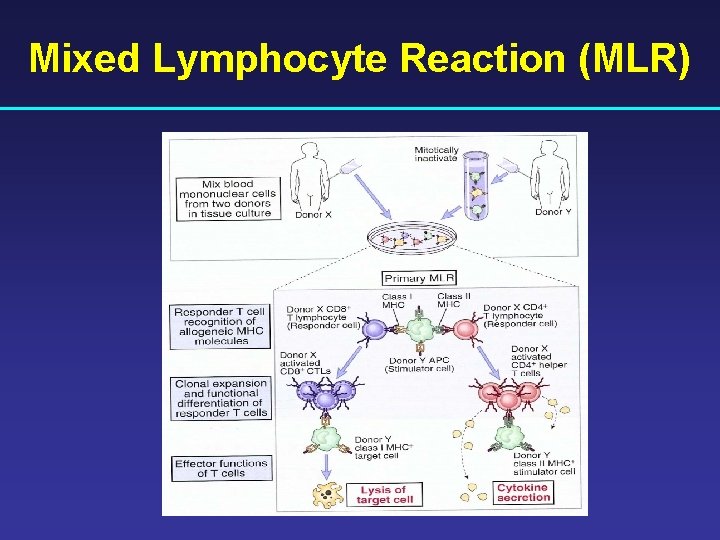 Mixed Lymphocyte Reaction (MLR) 