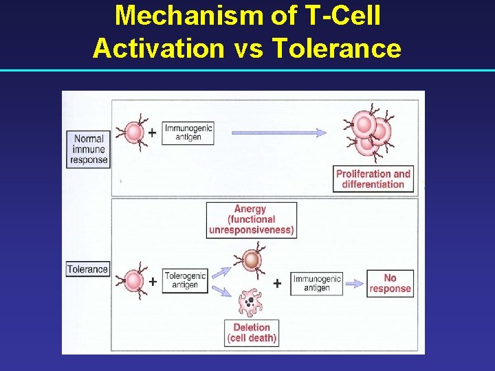 Mechanism of T-Cell Activation vs Tolerance 