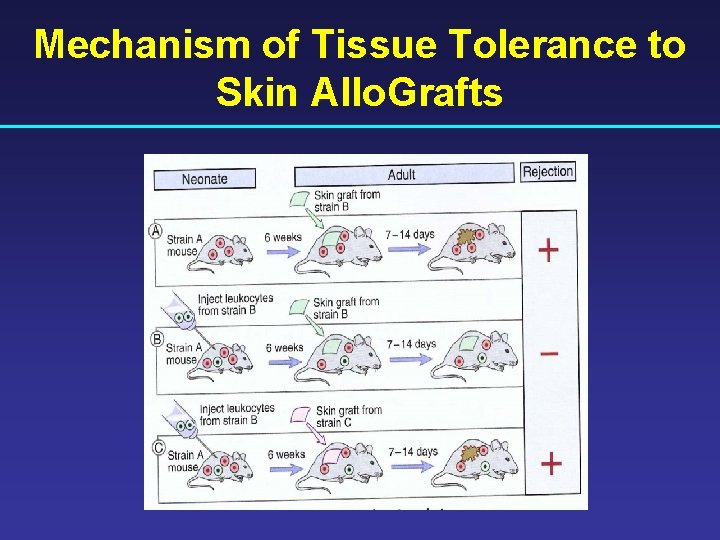 Mechanism of Tissue Tolerance to Skin Allo. Grafts 